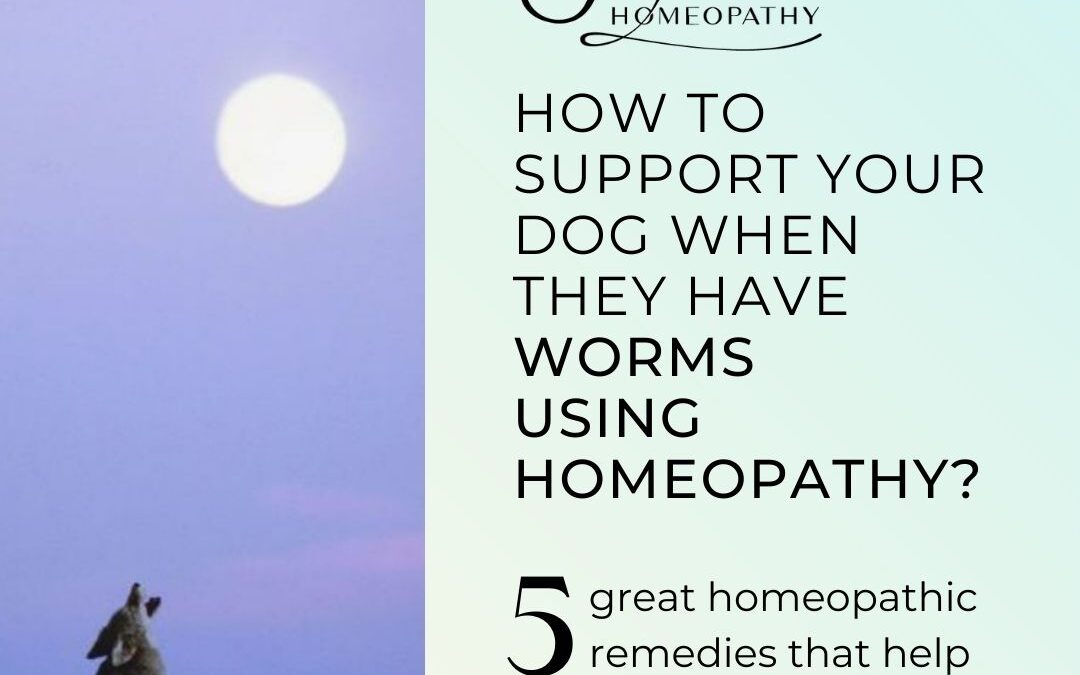 FIVE HOMEOPATHIC REMEDIES FOR WORMS OF YOUR DOG